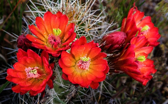 Echinocereus triglochidiatus 17-5671.jpg